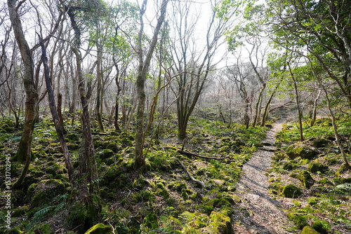 early spring path through mossy rocks and fresh ferns