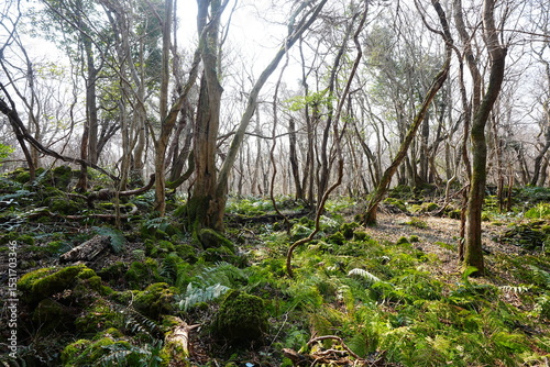 wild spring forest with fresh ferns and old trees