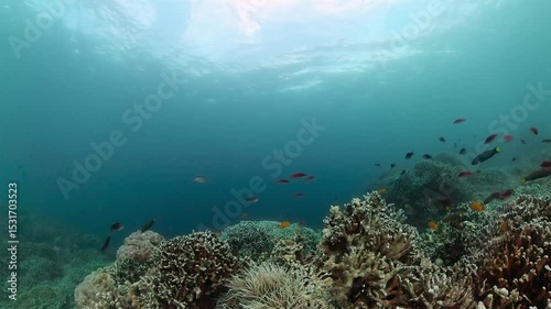 Wallpaper Mural Underwater coral reef landscape. Marine protected area. Torontodigital.ca