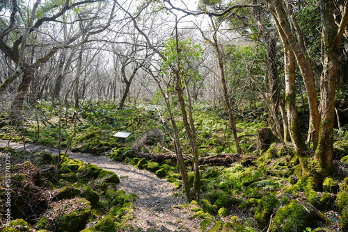 early spring path through mossy rocks and fresh ferns