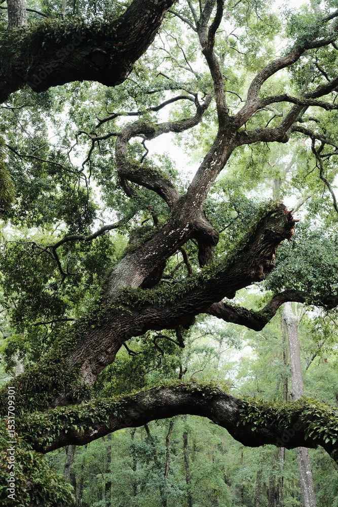 Fototapeta premium old tree trunk