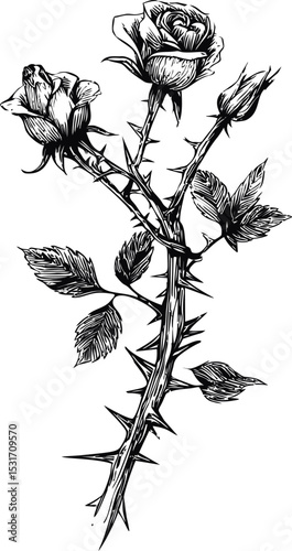 Black and white illustration of a rose branch with thorns and leaves, botanical art. Vector illustration in sketch style