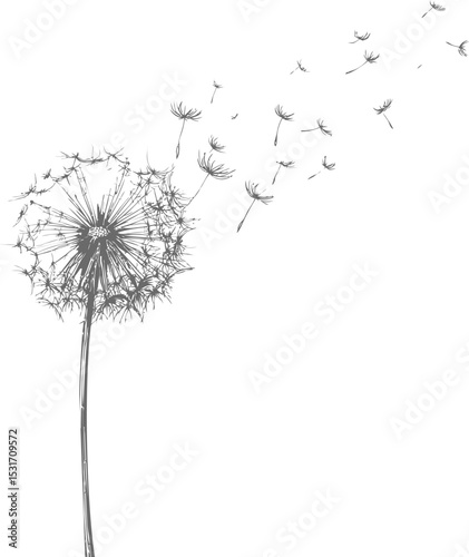 Gray dandelion silhouette gently dispersing seeds. Vector illustration in sketch style