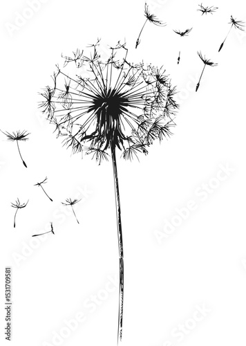 Dandelion silhouette with seeds blowing in the wind, vivid nature. Vector sketch illustration