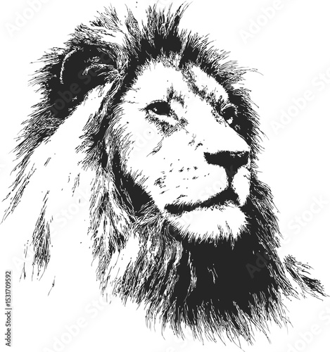 Detailed black and white sketch of a lion's face with intense expression. Vector illustration
