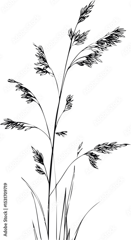 Obraz premium Silhouette of delicate grass with detailed leaves. Vector illustration in sketch style