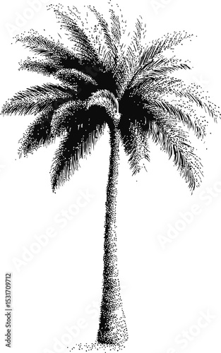 Black and white illustration of a palm tree in detailed stippling style. Vector illustration