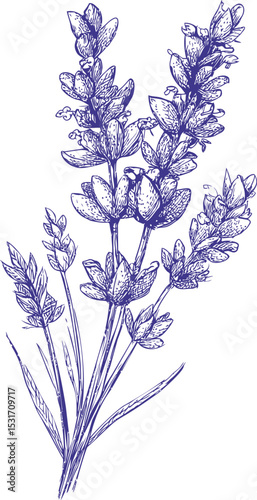 Detailed botanical illustration of lavender sprigs in blue ink sketch style. Vector illustration