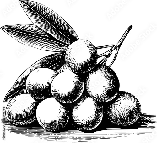 Hand-drawn black and white illustration of olives with leaves, intricate sketch. Vector illustration