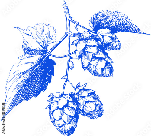 Blue ink drawing of hop plant with leaves and cones, in sketch style. Vector illustration
