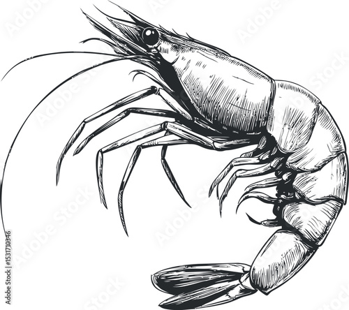 Detailed sketch drawing of a shrimp in black and white design. Vector illustration