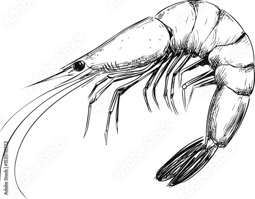 Detailed black and white sketch of a shrimp with intricate line work. Vector illustration