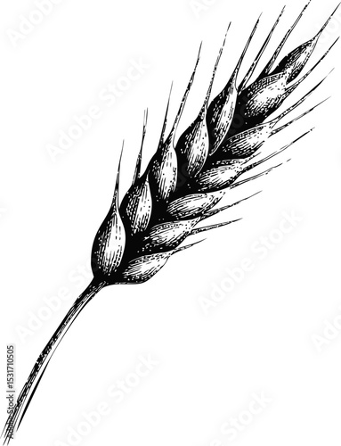 Detailed black and white illustration of a wheat ear with intricate lines. Vector illustration
