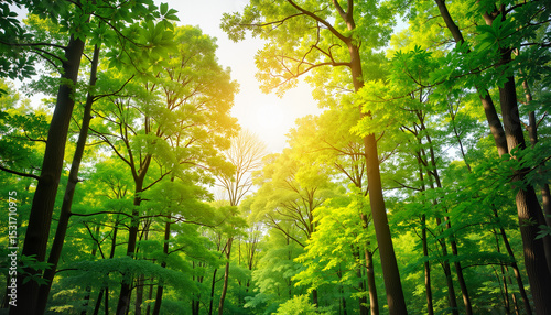 Lush green trees in sunlight
