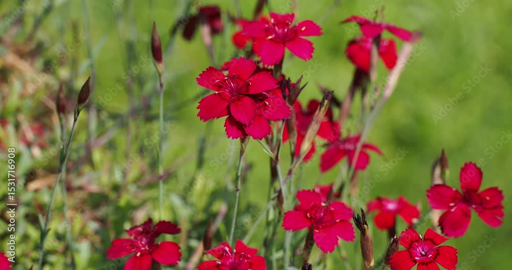 Dianthus deltoïdes - Oeillet à delta ou Oeillet couché. Plante décorative à petites fleurs frangées de couleur magenta, au coeur rouge foncé autour d'étamines au bout de tiges souples et dressées 
