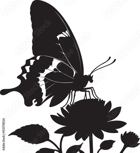 butterfly on white background