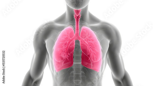 Medical illustration depicting the human respiratory system with detailed lungs, featuring a transparent background for seamless integration into various projects
