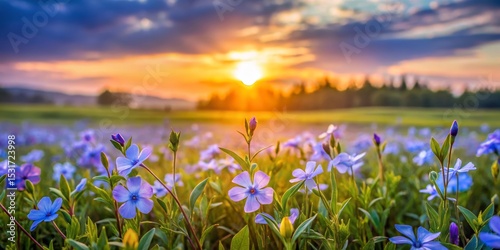 Spring Meadow at Sunrise