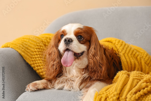 Valokuva Adorable cavalier King Charles spaniel sitting on armchair near beige wall at ho