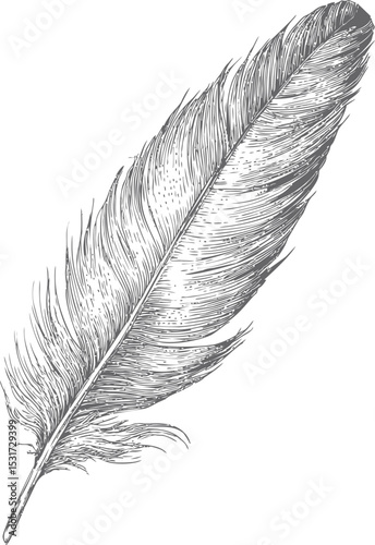 Detailed monochrome illustration of a large feather, artistic sketch style. Vector illustration