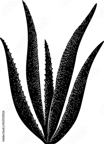 Black and white illustration of aloe vera plant with spiky leaves in sketch style. Vector illustration