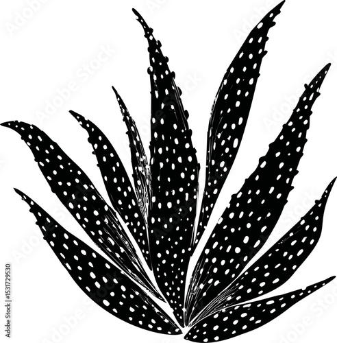 Monochrome silhouette of spotted aloe leaves in sketch style. Vector illustration