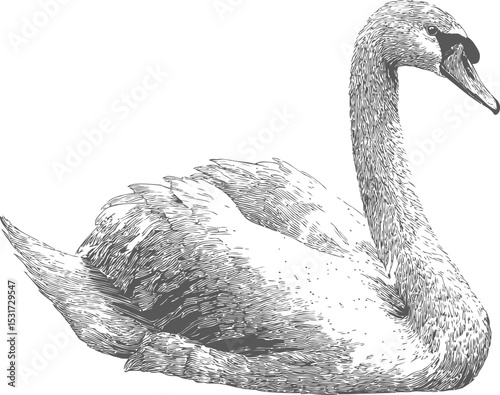 Detailed black and white illustration of a graceful swan with intricate feathers. Vector illustration