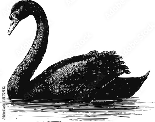 Black swan swimming gracefully in a pond, elegant hand-drawn art sketch. Vector illustration
