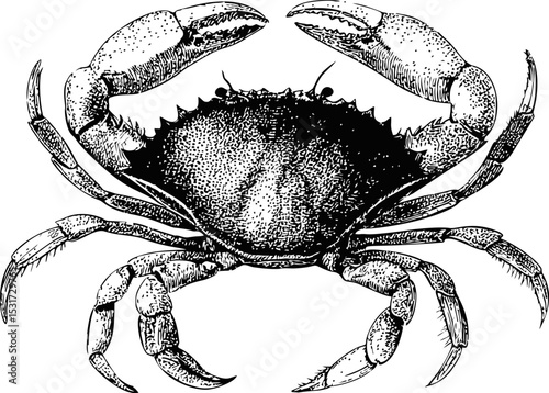 Black and white detailed illustration of a crab with claws raised. Vector illustration in sketch style