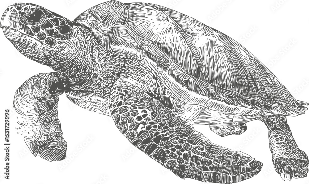 Fototapeta premium Detailed illustration of a swimming sea turtle in black and white sketch style. Vector illustration