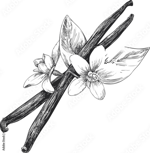 Detailed black and white sketch of vanilla flower and pods. Vector illustration