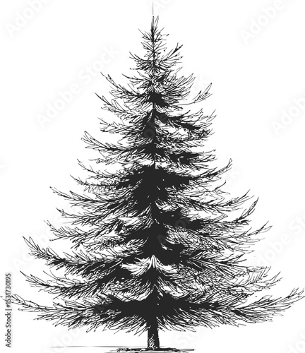 Detailed black and white sketch of an evergreen tree, artistic. Vector illustration