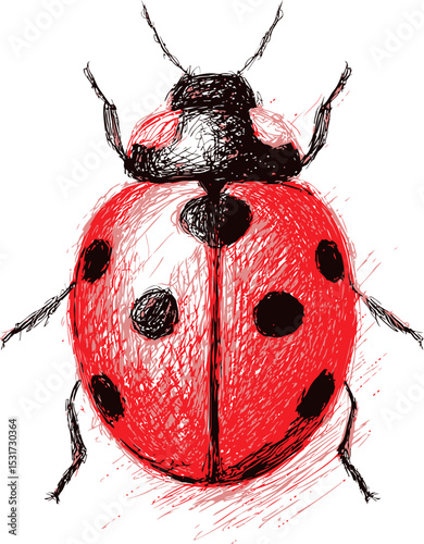 Illustrated red ladybug with black spots, digital sketch. Vector illustration