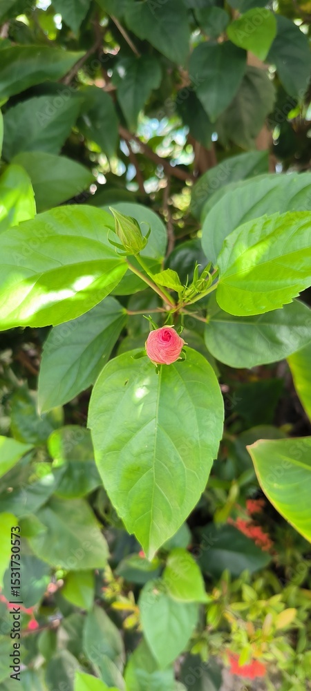 Obraz premium Emerging Red Bud on Lush Green Plant: A vibrant, unopened pinkish-red flower bud sits prominently at the center of a lush green plant, surrounded by broad, healthy leaves.