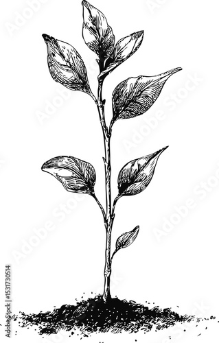 Black and white drawing of a plant sprouting from soil, botanical illustration. Vector illustration