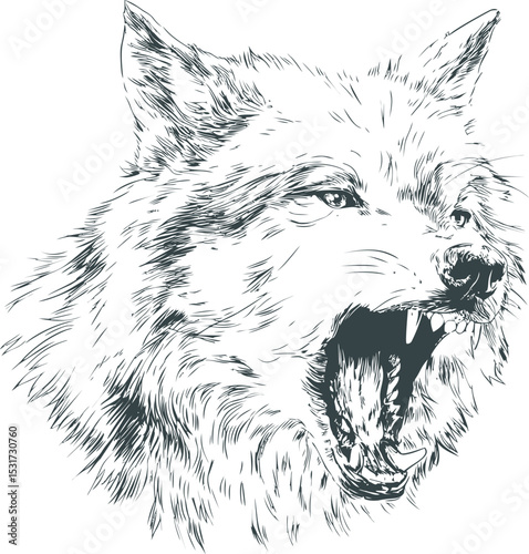 Detailed sketch of a roaring wolf with intense expression in monochrome style. Vector illustration