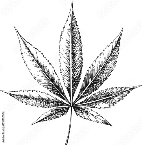 Detailed black and white illustration of a cannabis leaf, botanical sketch. Vector illustration