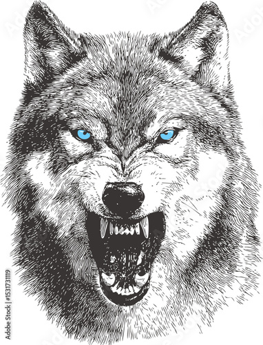 Aggressive wolf illustration with striking blue eyes and detailed fur sketch. Vector illustration