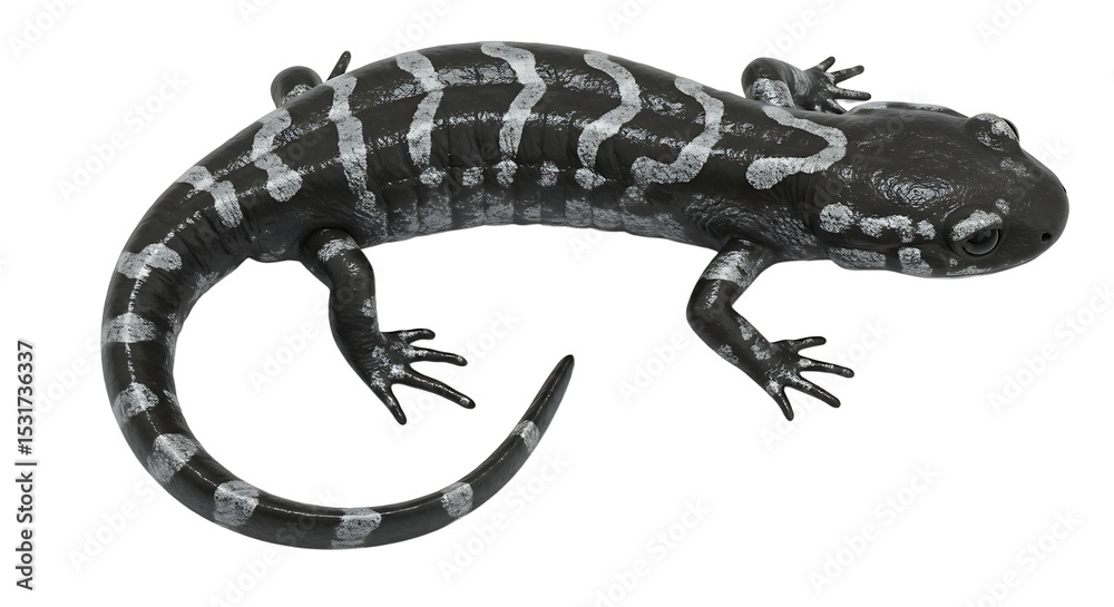 Naklejka premium Striking Black and Silver Salamander with Unique Pattern and Curving Tail