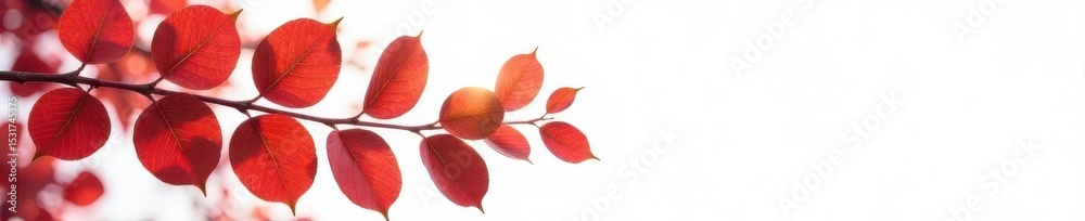 Fototapeta premium Red-brown eucalyptus leaves, autumnal branch, white background side border Ample copy space , leaves, rustic