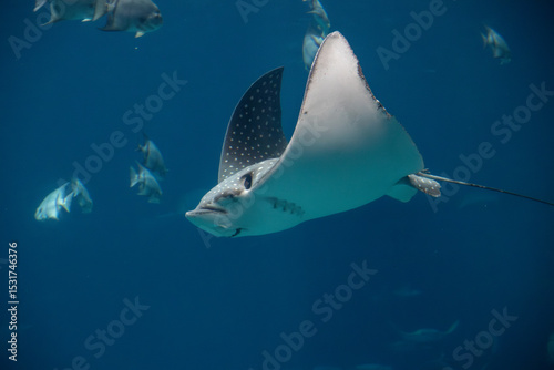 A Spotted Eagle Ray at a local aquarium
