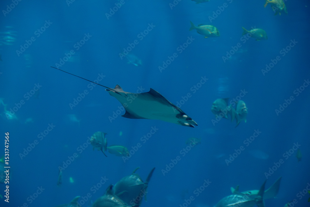 Obraz premium A Atlantic Pygmy Devil Ray at a local aquarium