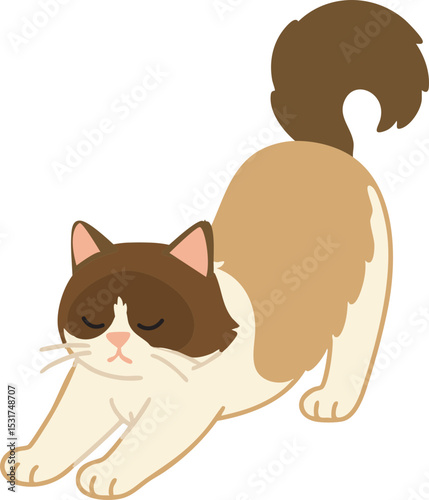 고양이