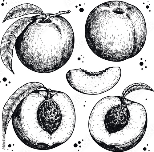 Peach fruit vector drawing set. Hand drawn collection of peaches, whole and sliced. Engraved style illustration for juice, jam, cosmetic.