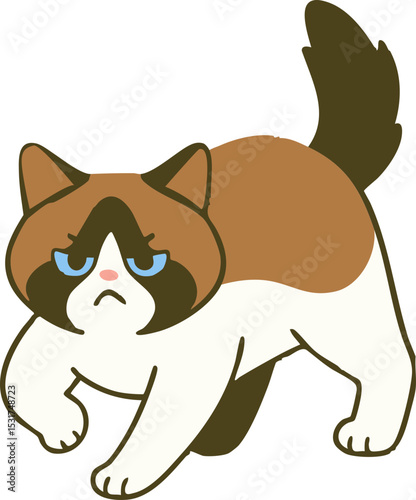 렉돌고양이