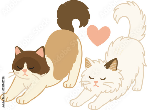 렉돌고양이