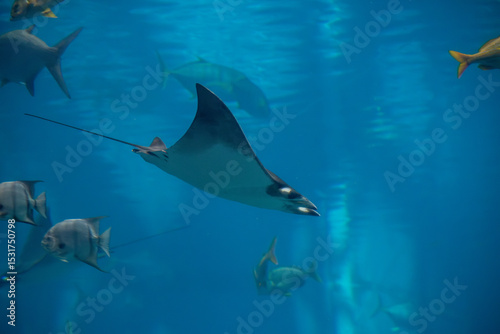 A Atlantic Pygmy Devil Ray at a local aquarium