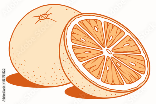 Illustration of a whole and halved orange