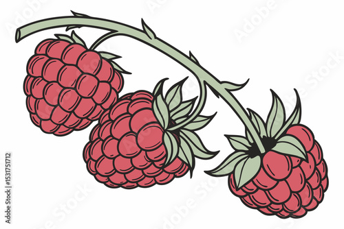 Three raspberries on a branch illustration