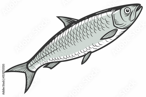 Detailed illustration of a single shad fish